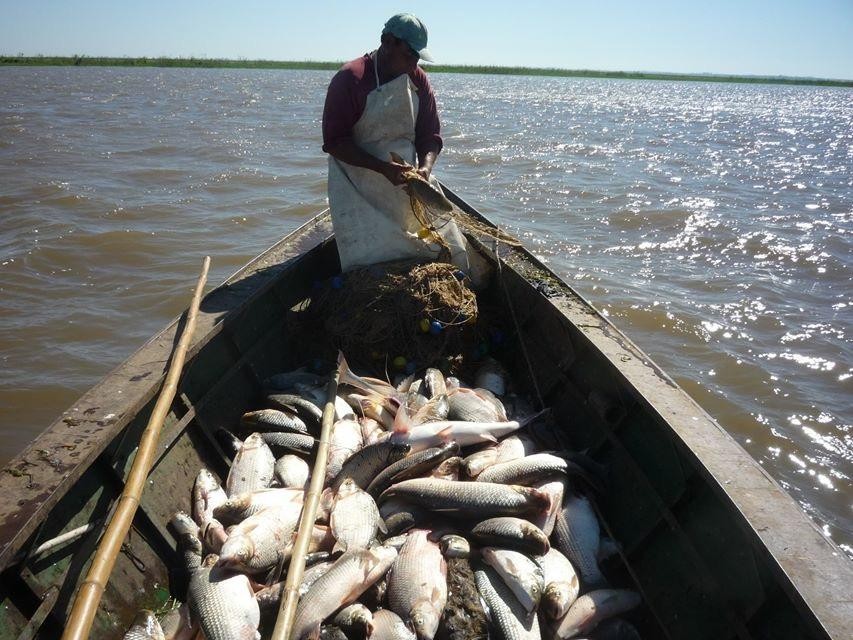 Un informe científico advierte sobre la caída en número y talla de las especies de nuestros ríos