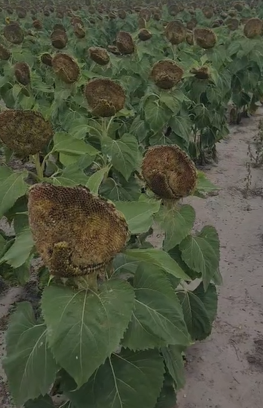 Loros y palomas se comieron el 40 % de un lote de girasol