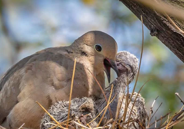 El Senado declaró plaga a la paloma ante los reiterados perjuicios en campos y ciudades