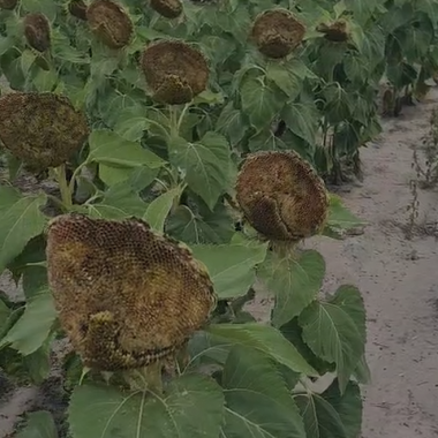 Loros y palomas se comieron el 40 % de un lote de girasol